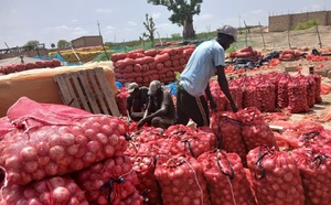 ​Magal de Touba : les producteurs de Ngomène affirment qu'aucun commerçant ne s'est présenté pour acheter leurs oignons