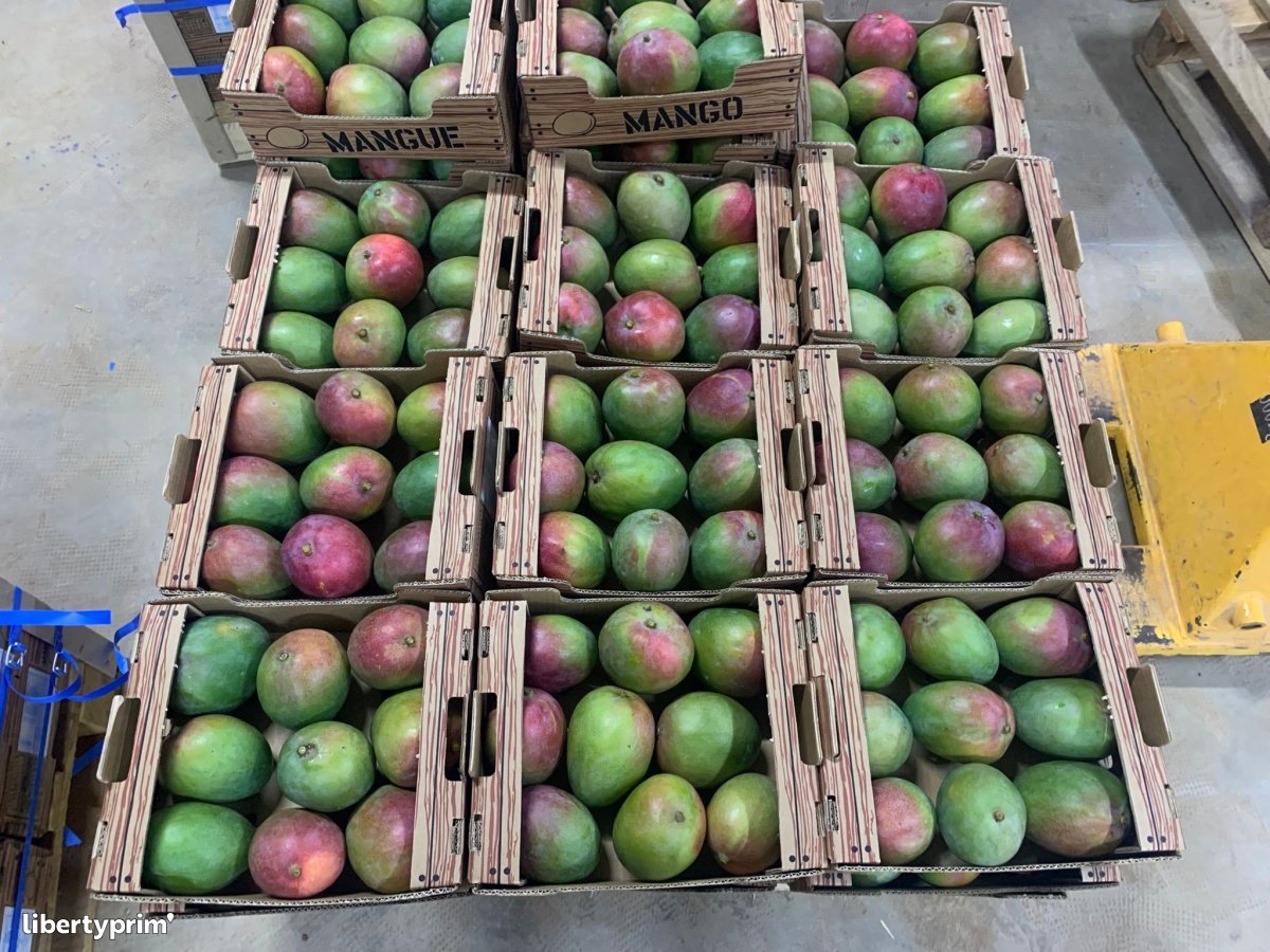 ​Exportations de mangues : La DPV met un terme à la saison 2026 sur fond de succès phytosanitaire