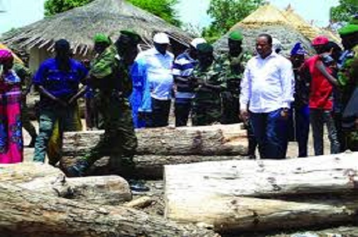 Kolda-Coupe illicite de bois 22 personnes arrêtées et déférées au Parquet