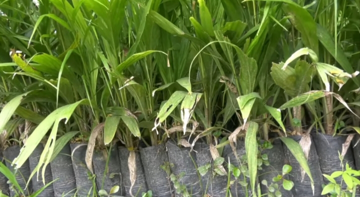 Kolda: 3 000 jeunes plants de palmier à huile sauvage pour restaurer l’écosystème et soutenir les populations