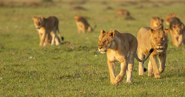 Journée mondiale du Lion : l’ONU appelle à faire face «aux menaces qu’affronte cette majestueuse espèce»