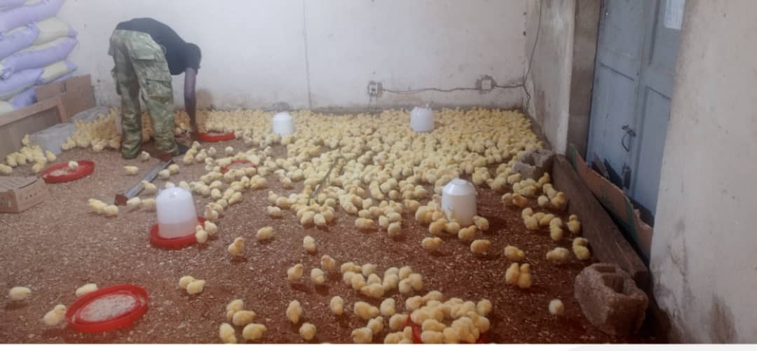 ​Kolda : des jeunes et des femmes de Guiro Yoro Salman se lancent dans l’aviculture