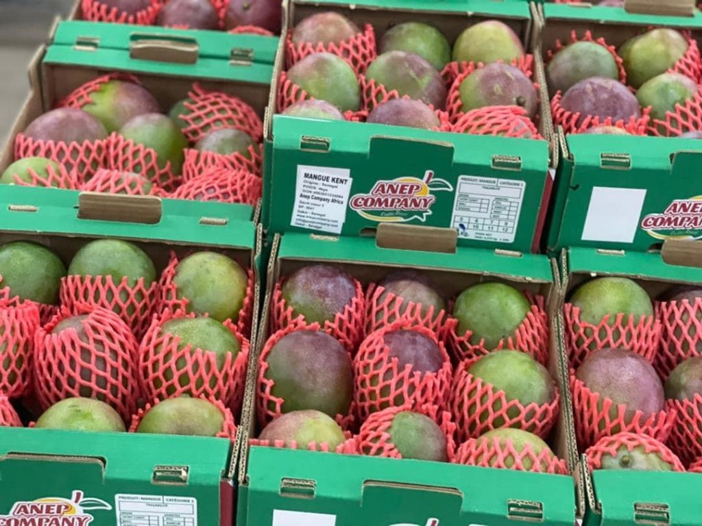 ​Mangue sénégalaise : 19 000 tonnes exportées vers l'Europe, contre 14 000 l'an dernier