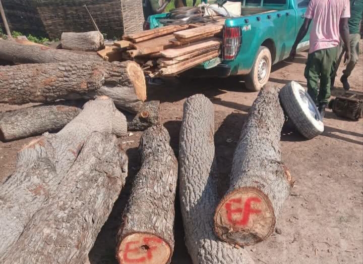 Vélingara : sept ateliers clandestins de sciage démantelés, du matériel et du bois saisis