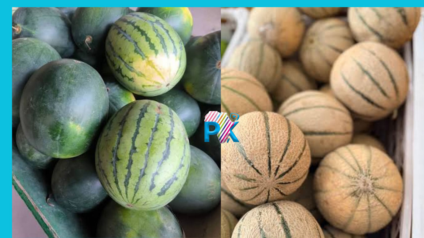 ​Pastèque et melon: le Sénégal s'impose sur le marché européen et affiche des hausses de 25 % et 8 %