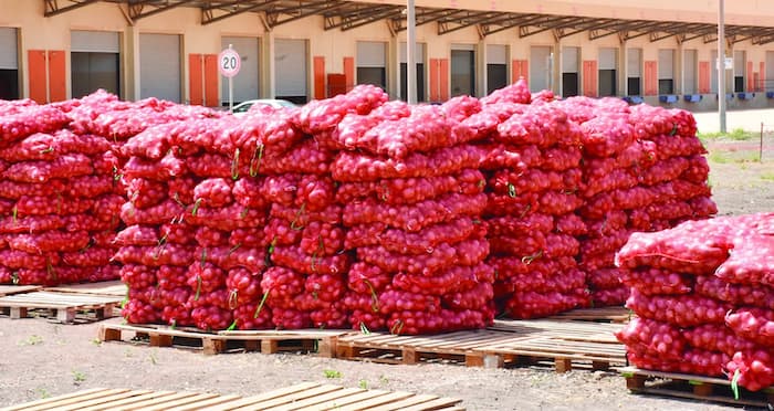 Flambée du prix de l'oignon à Thiès : les producteurs pointent le coût du stockage