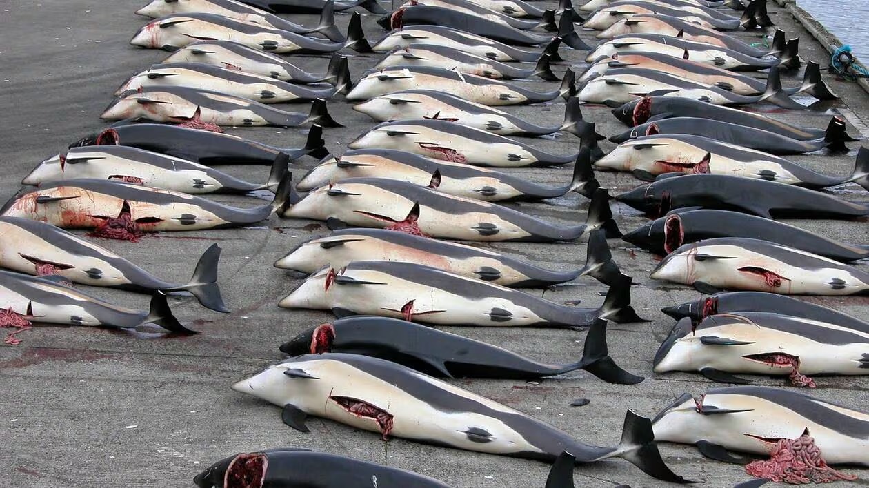 ​Chasse à la baleine : tollé contre le Togo après son co-parrainage sur les quotas