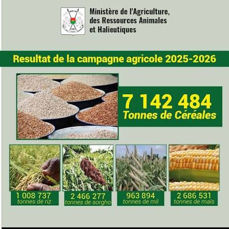 Campagne agricole 2025/2026 : la production nationale de céréales atteint 2,4 millions de tonnes grâce à une forte hausse du maïs