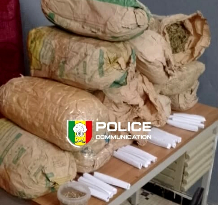 Ziguinchor : deux individus interpellés avec 13 kg de chanvre indien