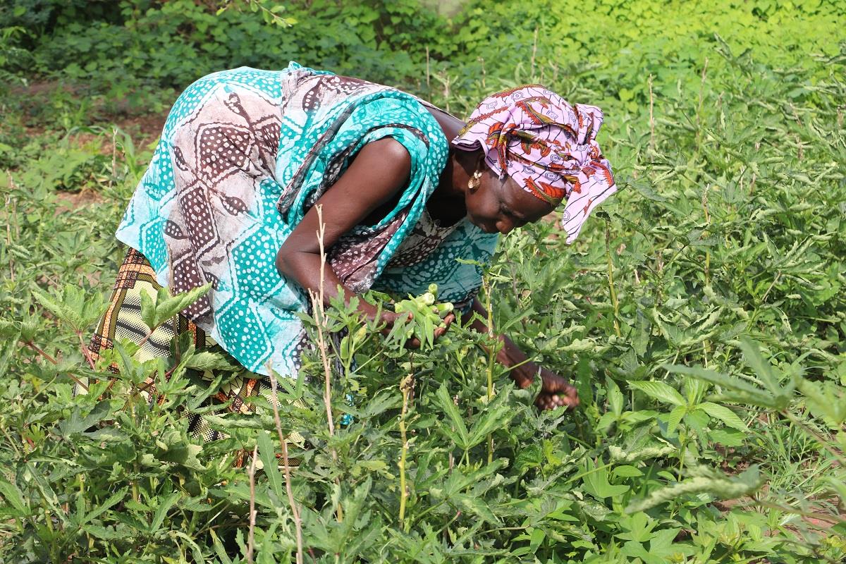 Agriculture au Sénégal : 16 037 ménages reçoivent une aide de 3,2 milliards FCFA
