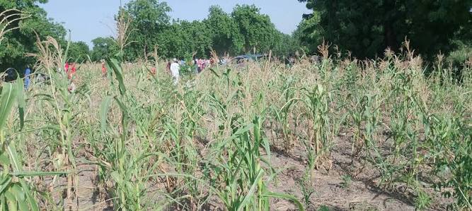 ​Matam : le déficit de pluie menace les cultures dans le Djiéry