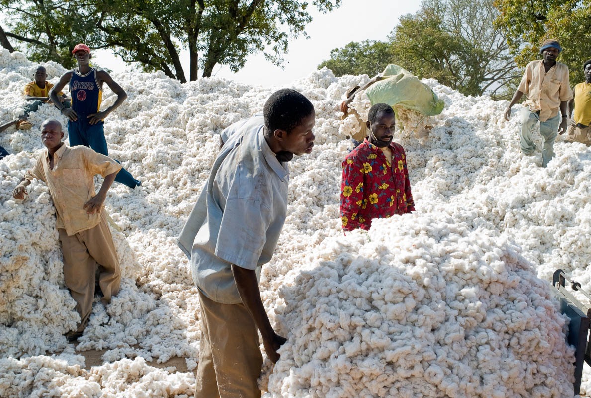 Sécurité, intrants et climat : l'impact de la campagne 2026/2027 sur le coton au Burkina Faso, au Mali et au Sénégal