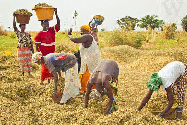 Bilan agricole : le secrétaire général des producteurs redoute les séquelles de la sécheresse sur le maïs et le mil