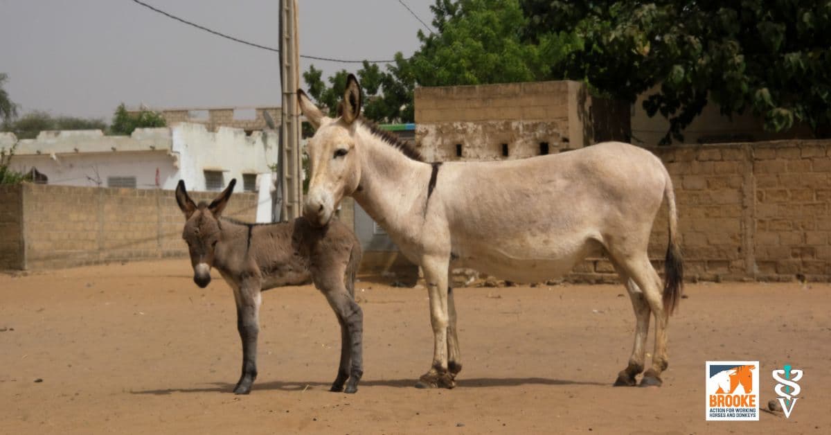 ​Rapport Brooke : le rôle vital des chevaux et des ânes face aux crises climatiques au Sénégal