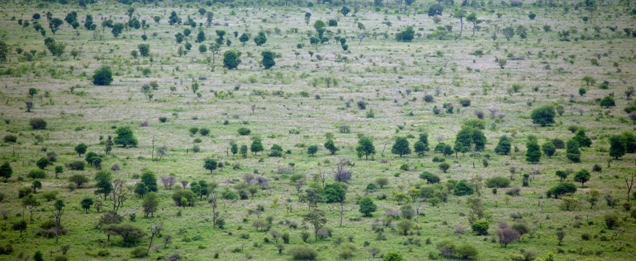 ​Grande Muraille Verte : 78 millions de dollars investis pour restaurer 270 000 hectares au Sahel