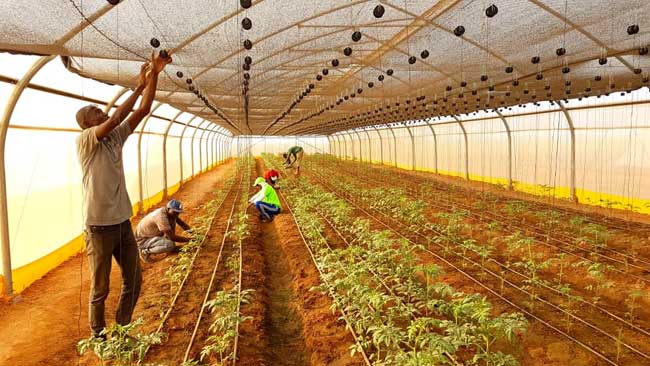 ​Horticulture: l’État mobilise sept milliards FCFA pour la campagne 2026-2027
