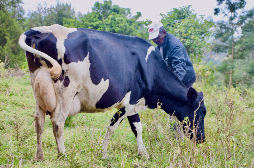Santé animale : un nouveau programme scientifique de 40 millions de dollars pour combler le déficit de productivité dans six pays africains