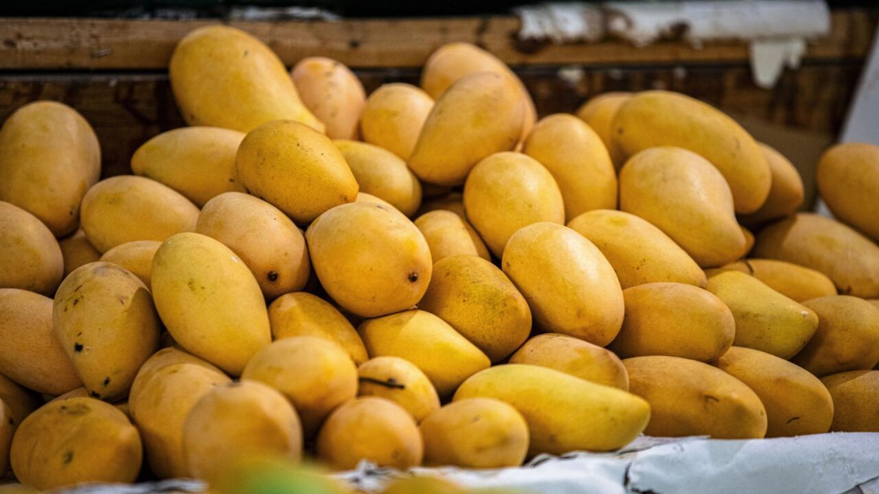 La Côte d’Ivoire s’organise suite à l’interdiction d’exporter des mangues fraiches vers l’UE