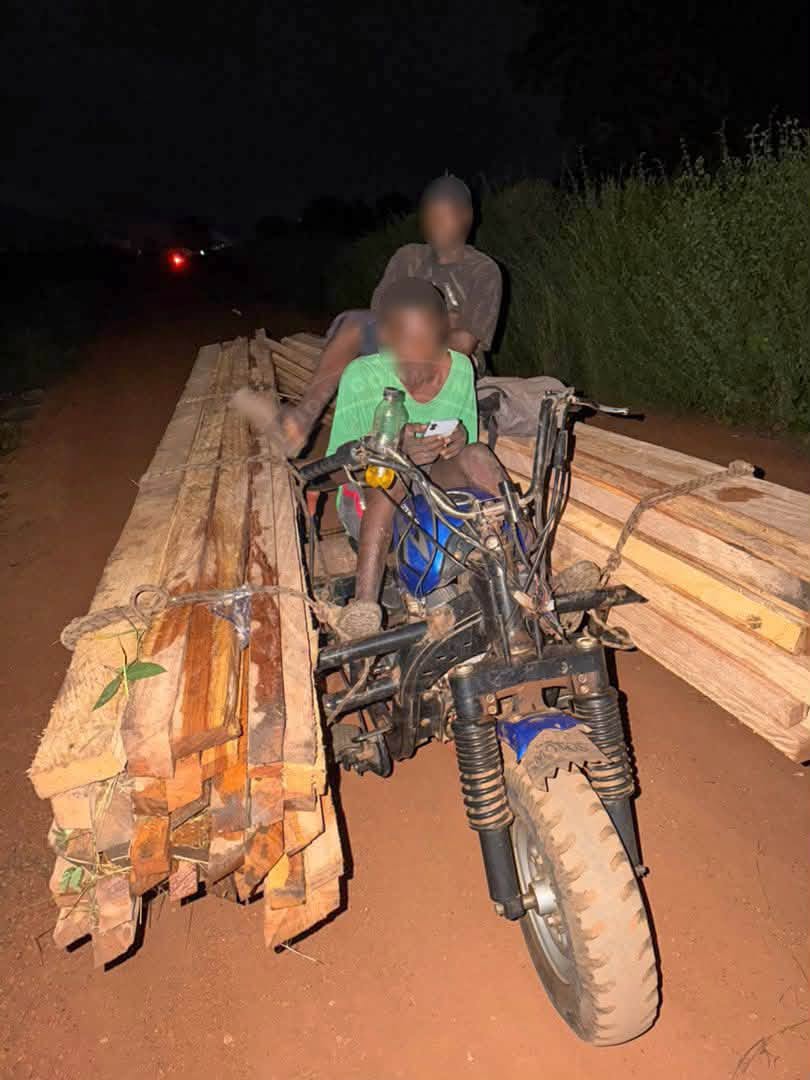 Kédougou : deux hommes interpellés pour coupe illicite de bois, 188 pièces saisies 