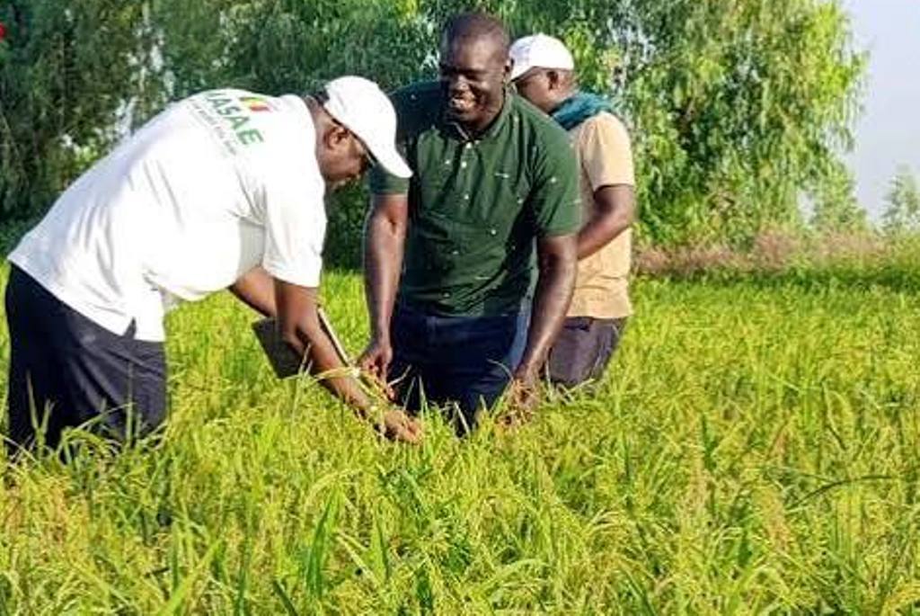 ​  Souveraineté alimentaire en péril : seules 16 000 tonnes de riz enlevées en trois mois