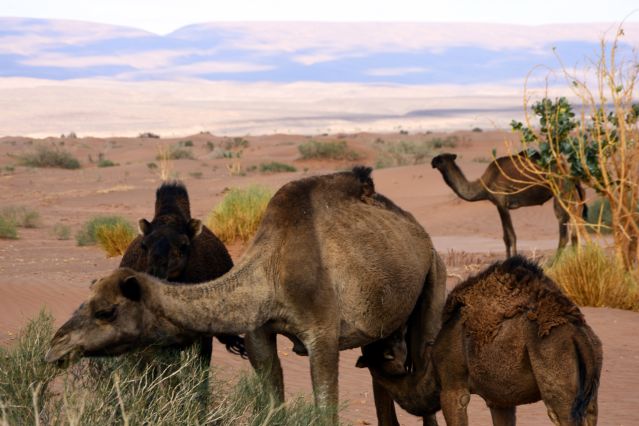 Protection du couvert végétal : les éleveurs expulsés de Dakar - Tollé en Mauritanie