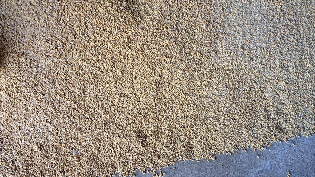 ​La Guinée-Bissau envisage la production de 80 000 tonnes de riz