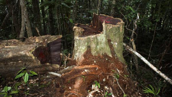 Singapour: ouverture du procès du trafic de bois de rose de Madagascar