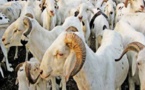 Tabaski 2016: les besoins en moutons estimés à 750 000