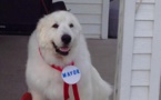 VIDEO. Etats-Unis: Un chien élu maire d'un petit village du Minnesota