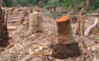 ​Coupe illicite de bois: les agents des eaux et forêts libérés