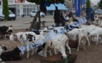 VIDEO Veille Tabaski - Ruée vers les moutons: les marchandages font rage 
