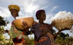 Mali: le secteur du coton en bonne voie