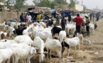 Tabaski 2016: Les prix des moutons jugés élevés à Kolda