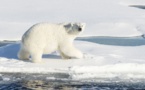 Cinq scientifiques russes encerclés par des ours polaires dans l’Arctique