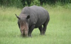 ​Côte d'Ivoire: à Frondogo, la présence d'un rhinocéros alimente les débats