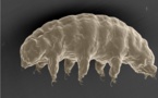 Santé: Un animal quasi indestructible pourrait partager ses supers pouvoirs avec l'être humain