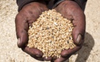 ​L'ergot, une maladie du blé, contamine les réseaux sociaux en Egypte
