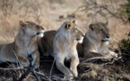 ​Eléphants et lions d'Afrique, grands perdants de la protection animale