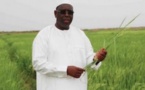 Tournée agricole – Président Macky Sall: «Le Sénégal va tout droit vers une autosuffisance sur les céréales»