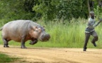 Gouloumbou – Un hippopotame tué à Touréma: les populations soulagées