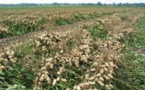 Bons présages pour l’arachide : Un million de tonnes escompté cette année selon El Hadj Traoré.