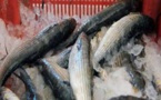 ​Kolda: 50 kg de poissons impropres à la consommation saisis
