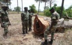Lutte contre le trafic de bois : 500 troncs d’arbres saisis, 8 individus arrêtés à Tamba