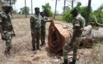Tolérance zéro contre les trafiquants de bois: Macky actionne l’Armée
