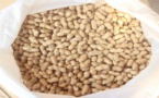 Campagne de commercialisation de l’arachide : Le prix du Kg fixé à 210 F