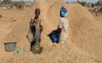 Campagne arachidière 2016 : baisse de 5% de la production