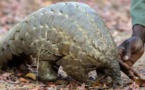 Le pangolin, une viande très appréciée au Gabon