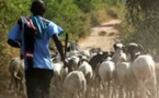 Vol de bétail : Macky Sall annonce un renforcement plus sévère de la loi contre les voleurs