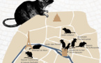 Les rats ont envahi Paris, la mairie contre-attaque