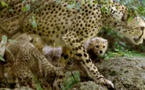 Le guépard pourrait bientôt être en voie d'extinction